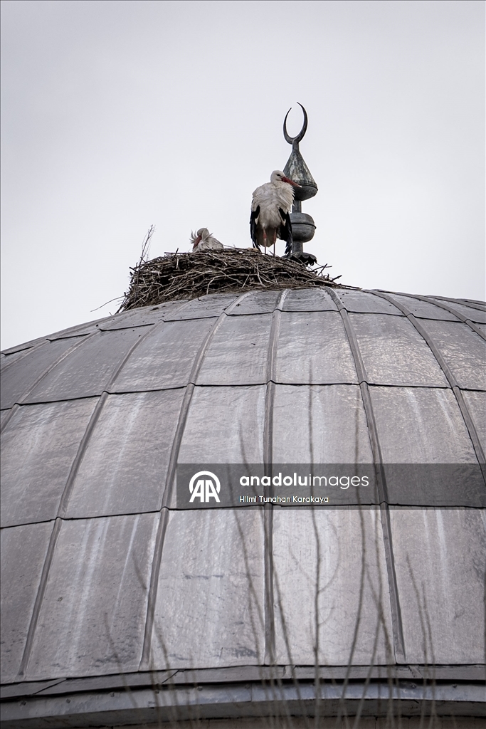 «Вестники весны» — аисты уже 16 лет выбирают купол мечети своим домом