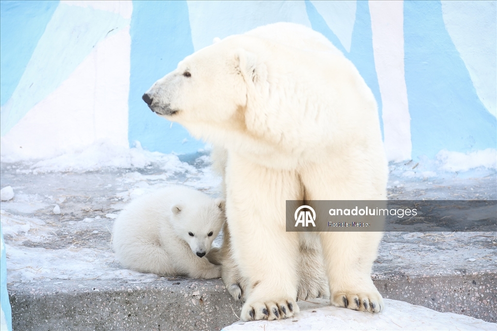Novosibirsk Hayvanat Bahçesi’nde kutup ayısı yavrusu dünyaya geldi