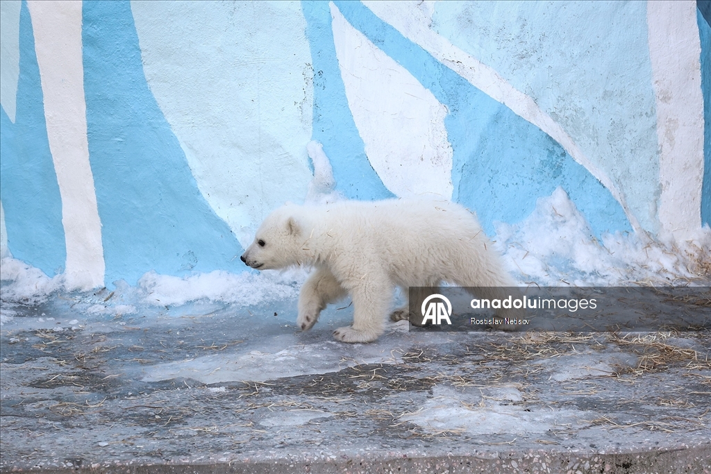 Novosibirsk Hayvanat Bahçesi’nde kutup ayısı yavrusu dünyaya geldi