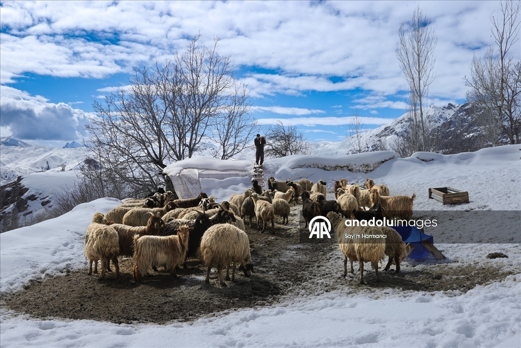 Hakkari'nin bir tarafında bahar diğer tarafında kış yaşanıyor