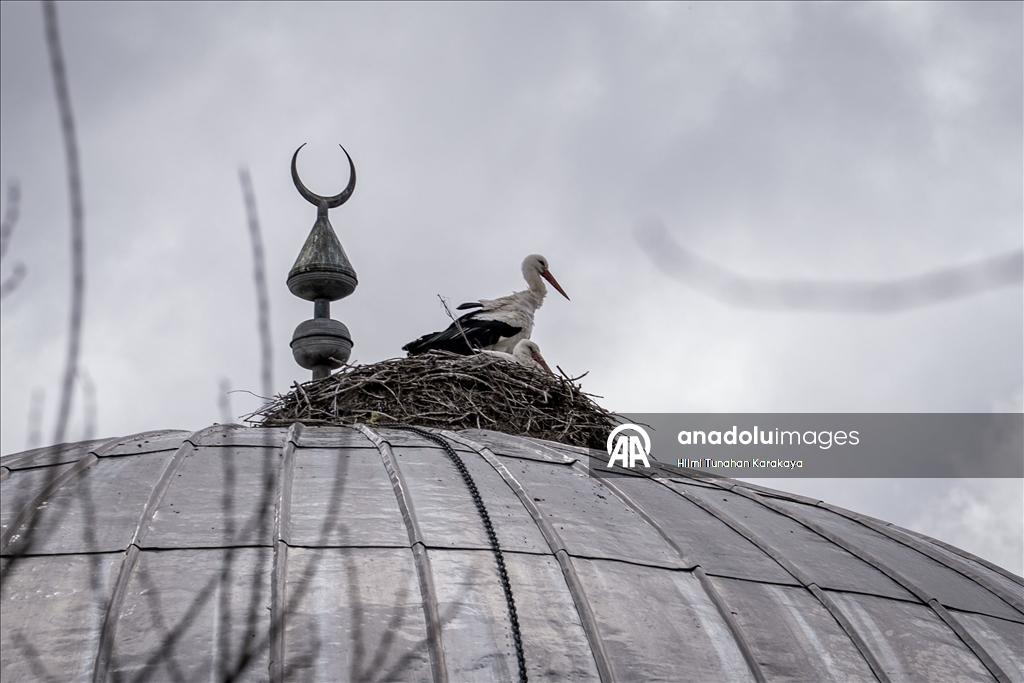 «Вестники весны» — аисты уже 16 лет выбирают купол мечети своим домом