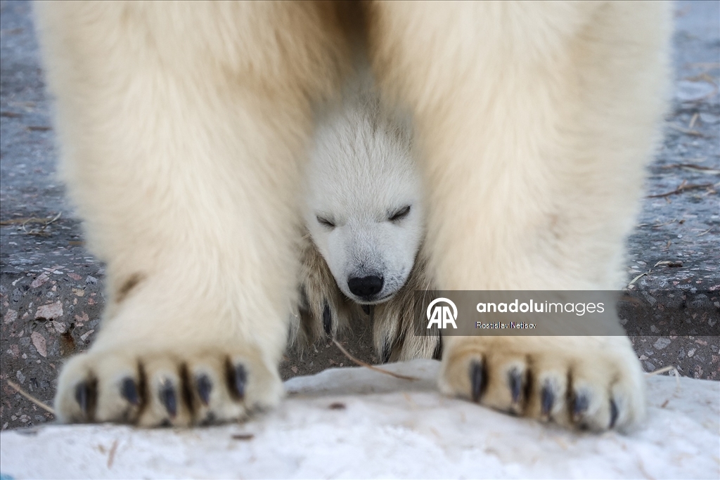 Novosibirsk Hayvanat Bahçesi’nde kutup ayısı yavrusu dünyaya geldi