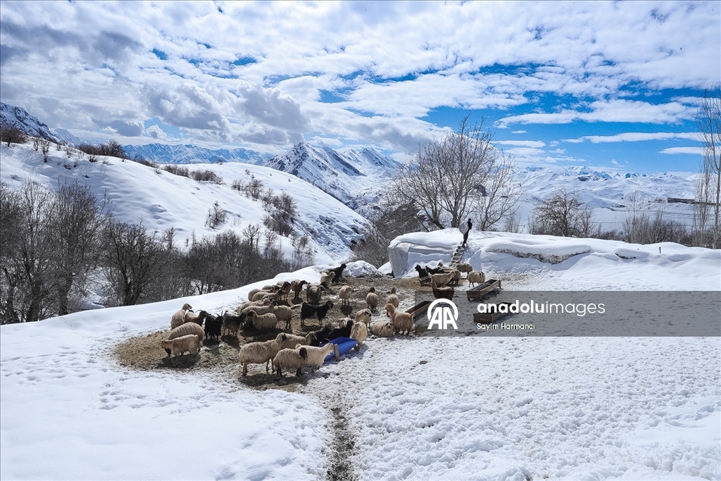 Hakkari'nin bir tarafında bahar bir tarafında kış yaşanıyor