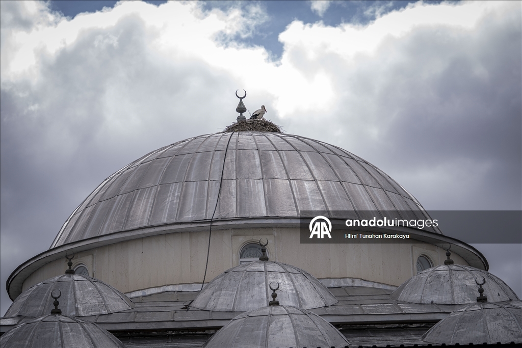 «Вестники весны» — аисты уже 16 лет выбирают купол мечети своим домом