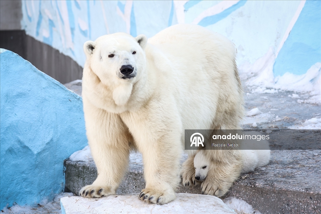 Novosibirsk Hayvanat Bahçesi’nde kutup ayısı yavrusu dünyaya geldi