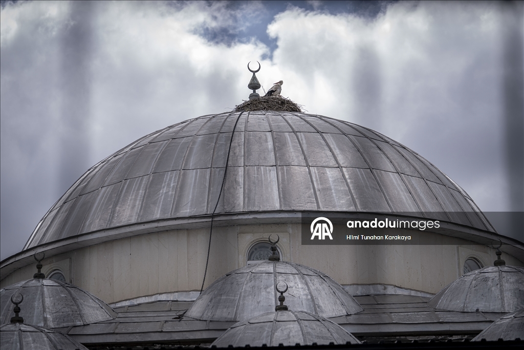 «Вестники весны» — аисты уже 16 лет выбирают купол мечети своим домом