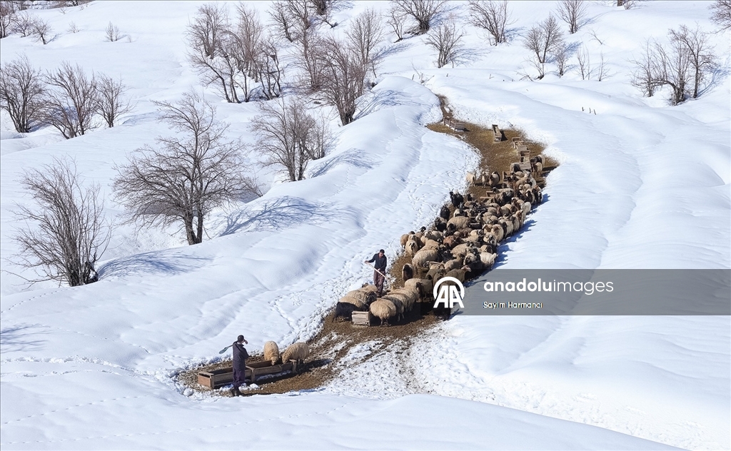 Hakkari'nin bir tarafında bahar bir tarafında kış yaşanıyor