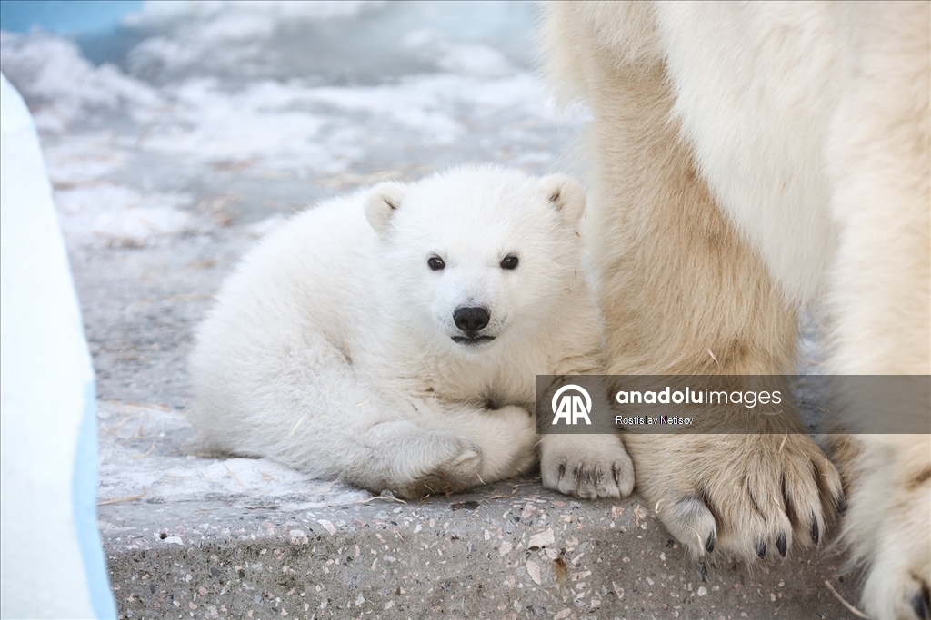 Novosibirsk Hayvanat Bahçesi’nde kutup ayısı yavrusu dünyaya geldi