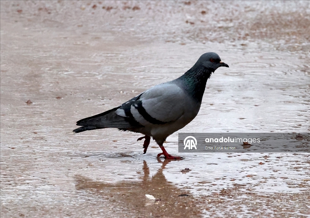 Gaziantep'te sağanak etkili oluyor