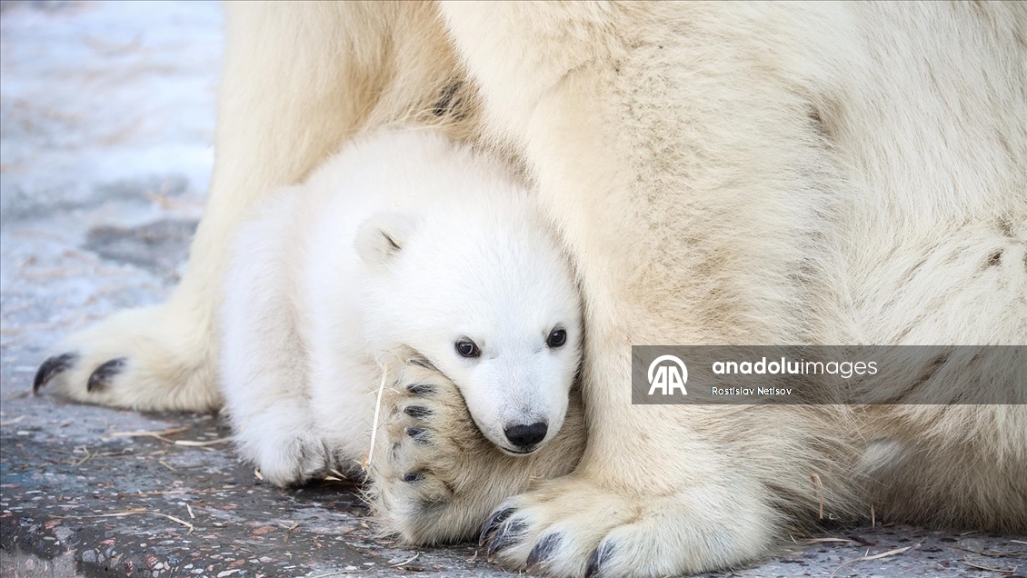 Novosibirsk Hayvanat Bahçesi’nde kutup ayısı yavrusu dünyaya geldi
