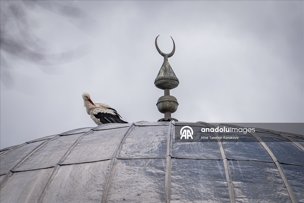 «Вестники весны» — аисты уже 16 лет выбирают купол мечети своим домом