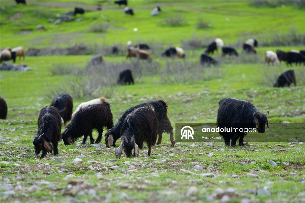 Hakkari'nin bir tarafında bahar diğer tarafında kış yaşanıyor