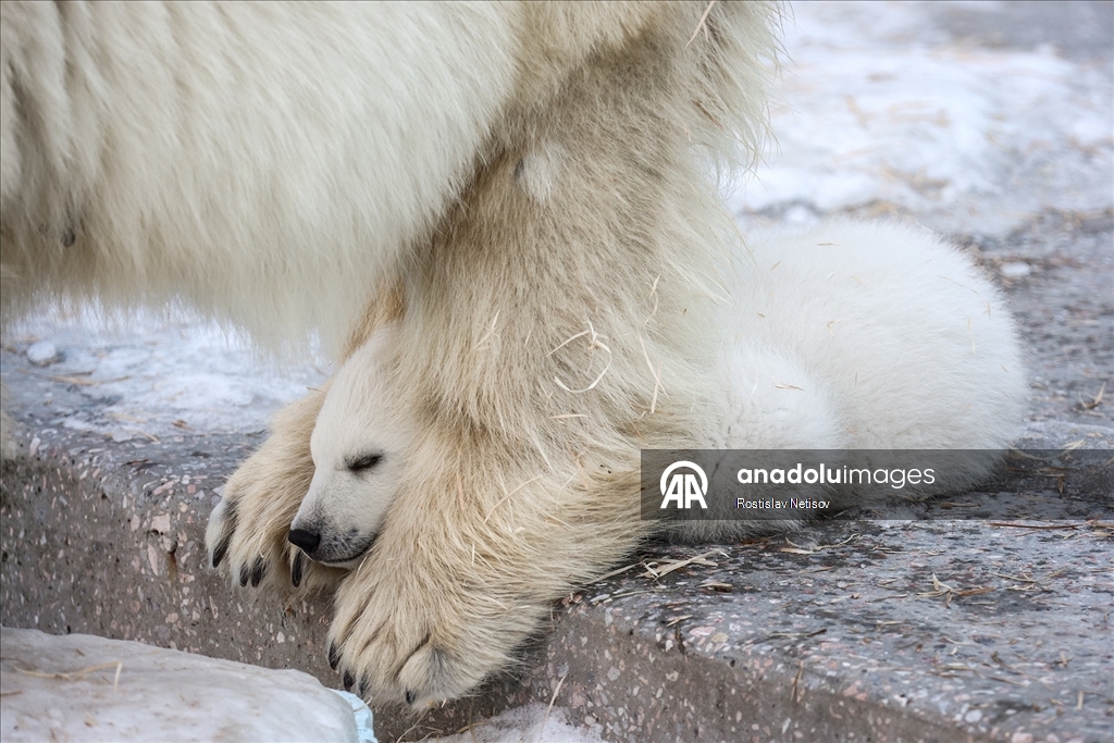 Novosibirsk Hayvanat Bahçesi’nde kutup ayısı yavrusu dünyaya geldi