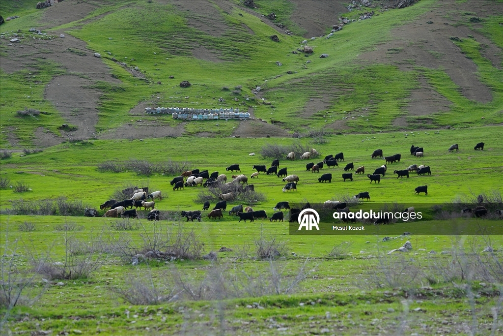 Hakkari'nin bir tarafında bahar diğer tarafında kış yaşanıyor