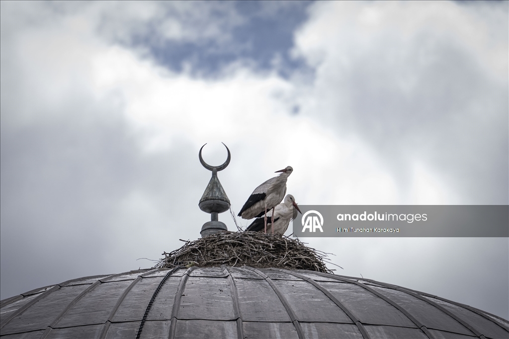 «Вестники весны» — аисты уже 16 лет выбирают купол мечети своим домом