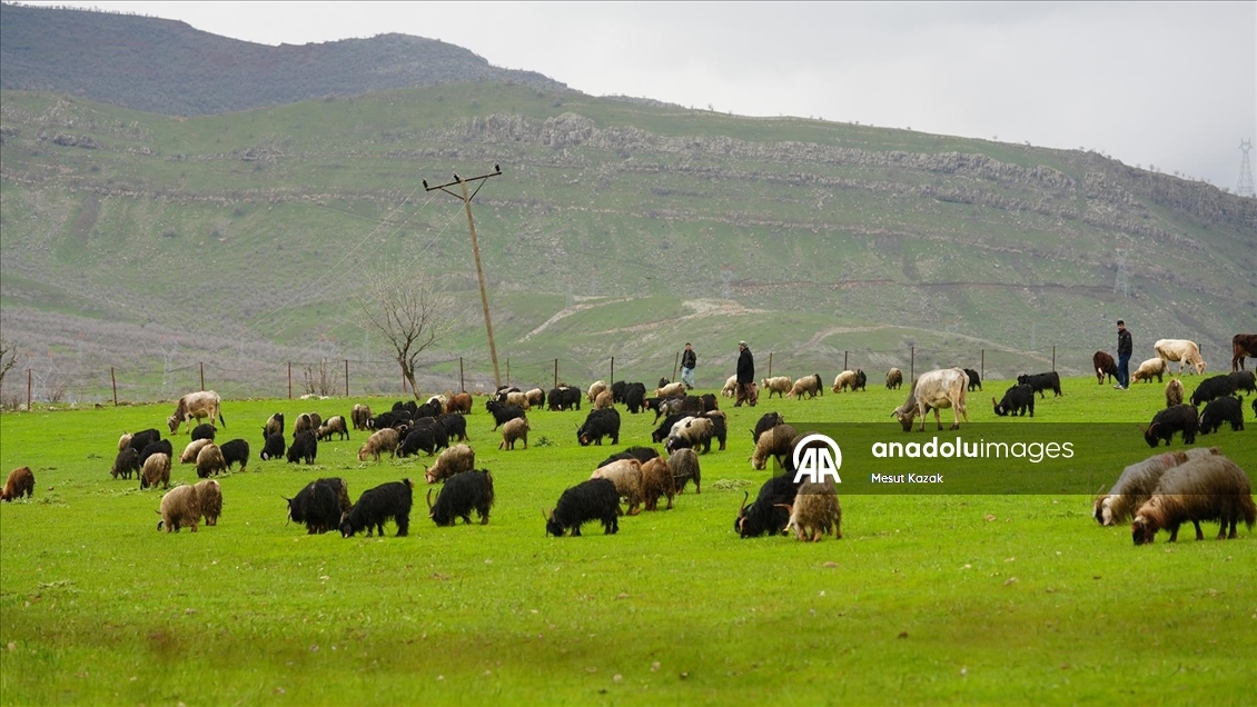 Hakkari'nin bir tarafında bahar diğer tarafında kış yaşanıyor