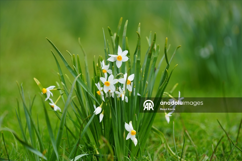Hakkari'nin bir tarafında bahar diğer tarafında kış yaşanıyor