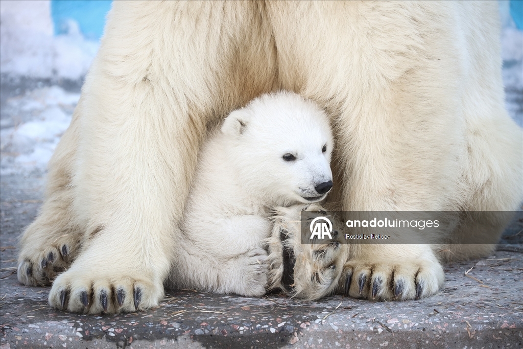 Novosibirsk Hayvanat Bahçesi’nde kutup ayısı yavrusu dünyaya geldi