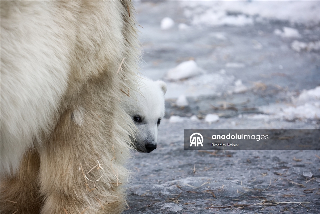 Novosibirsk Hayvanat Bahçesi’nde kutup ayısı yavrusu dünyaya geldi