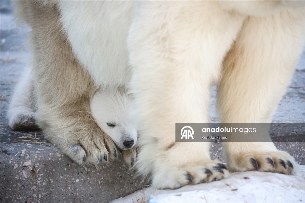 Novosibirsk Hayvanat Bahçesi’nde kutup ayısı yavrusu dünyaya geldi