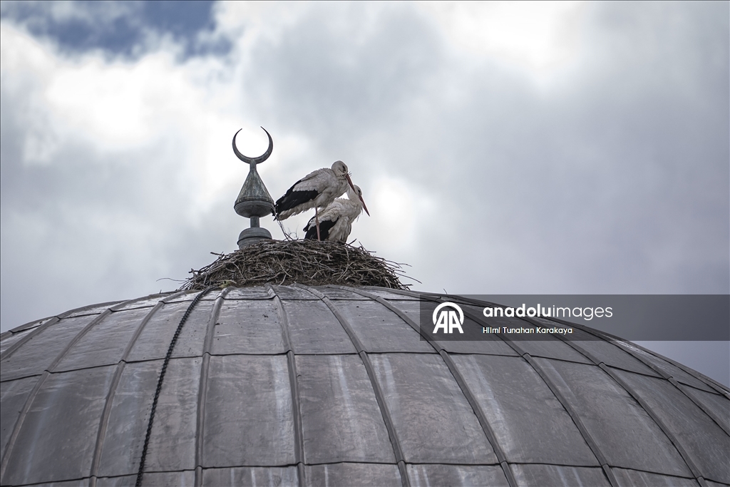 «Вестники весны» — аисты уже 16 лет выбирают купол мечети своим домом