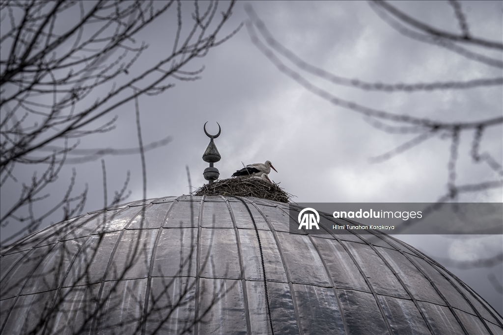 «Вестники весны» — аисты уже 16 лет выбирают купол мечети своим домом