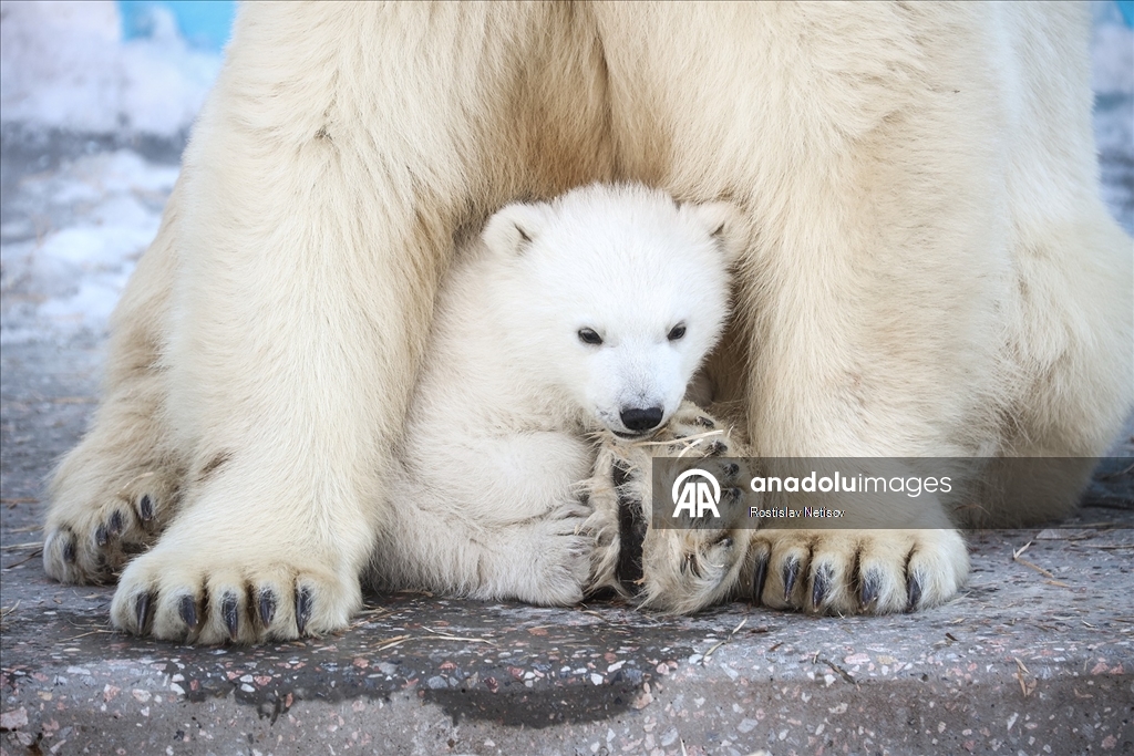 Novosibirsk Hayvanat Bahçesi’nde kutup ayısı yavrusu dünyaya geldi