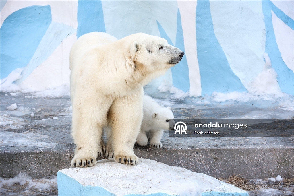 Novosibirsk Hayvanat Bahçesi’nde kutup ayısı yavrusu dünyaya geldi