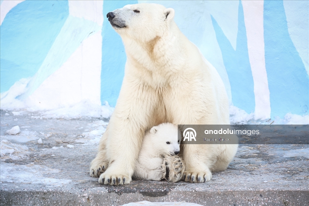 Novosibirsk Hayvanat Bahçesi’nde kutup ayısı yavrusu dünyaya geldi