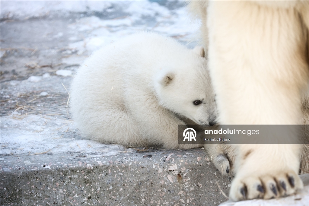 Novosibirsk Hayvanat Bahçesi’nde kutup ayısı yavrusu dünyaya geldi