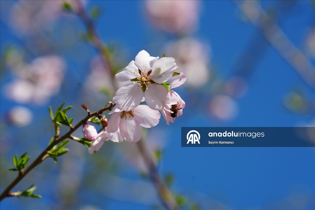 Hakkari'nin bir tarafında bahar bir tarafında kış yaşanıyor