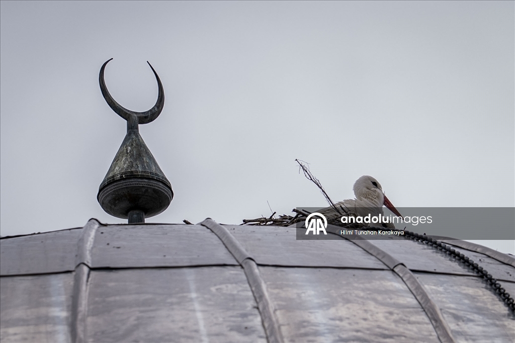 «Вестники весны» — аисты уже 16 лет выбирают купол мечети своим домом