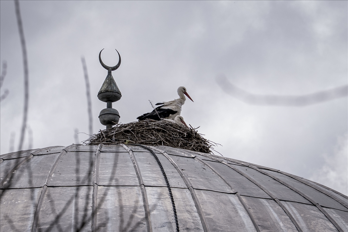 «Вестники весны» — аисты уже 16 лет выбирают купол мечети своим домом