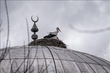 «Вестники весны» — аисты уже 16 лет выбирают купол мечети своим домом