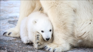 Novosibirsk Hayvanat Bahçesi’nde kutup ayısı yavrusu dünyaya geldi