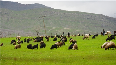 Hakkari'nin bir tarafında bahar diğer tarafında kış yaşanıyor