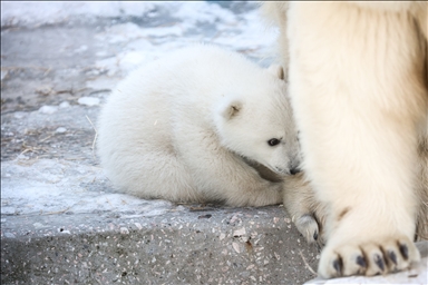 Novosibirsk Hayvanat Bahçesi’nde kutup ayısı yavrusu dünyaya geldi