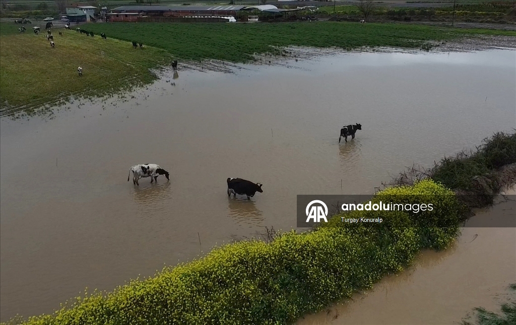 İzmir'de sağanak nedeniyle tarım arazileri ve kara yolu su altında kaldı