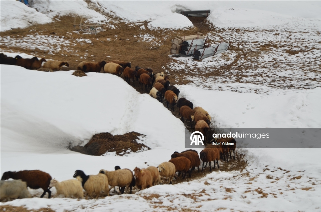 Muş'ta metrelerce karın bulunduğu köylerde yaşayanlar baharı bekliyor