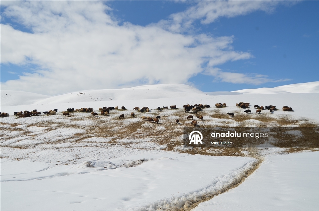 Muş'ta metrelerce karın bulunduğu köylerde yaşayanlar baharı bekliyor