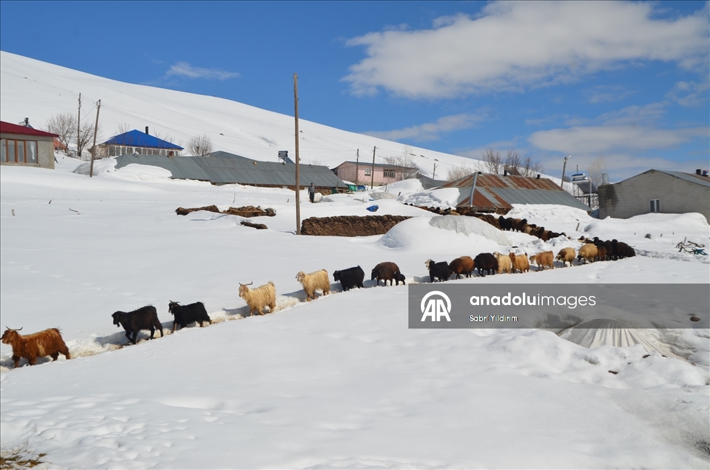Muş'ta metrelerce karın bulunduğu köylerde yaşayanlar baharı bekliyor