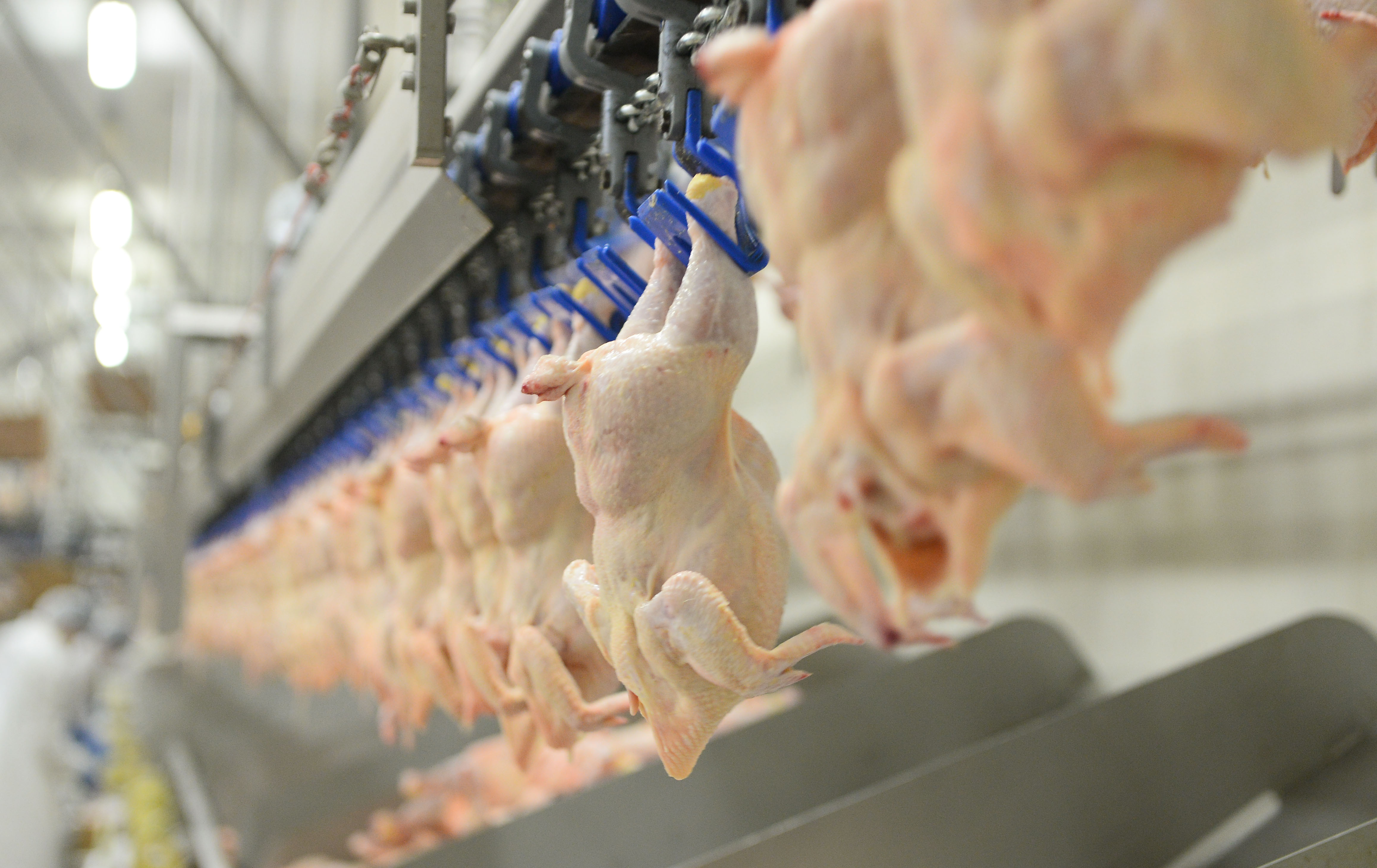 Экспорт курятины