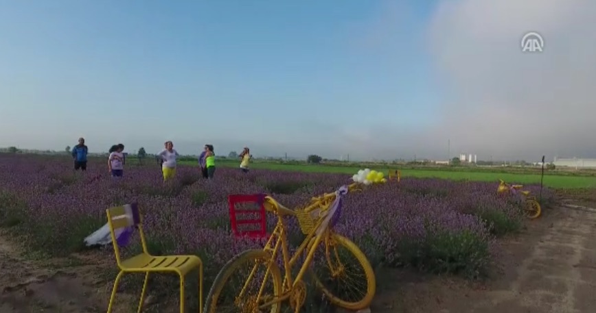 Una práctica de yoga entre flores de lavanda - Agencia Anadolu