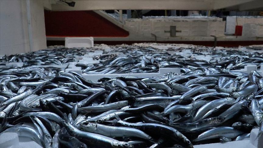 Karadeniz'de hamsi bereketi