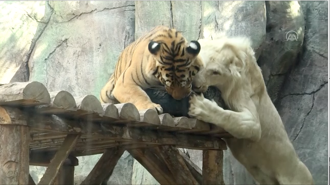 La amistad entre un león blanco y un tigre de Bengala sorprende a los  visitantes del tercer parque de leones del mundo en Estambul. - Anadolu  Ajansı