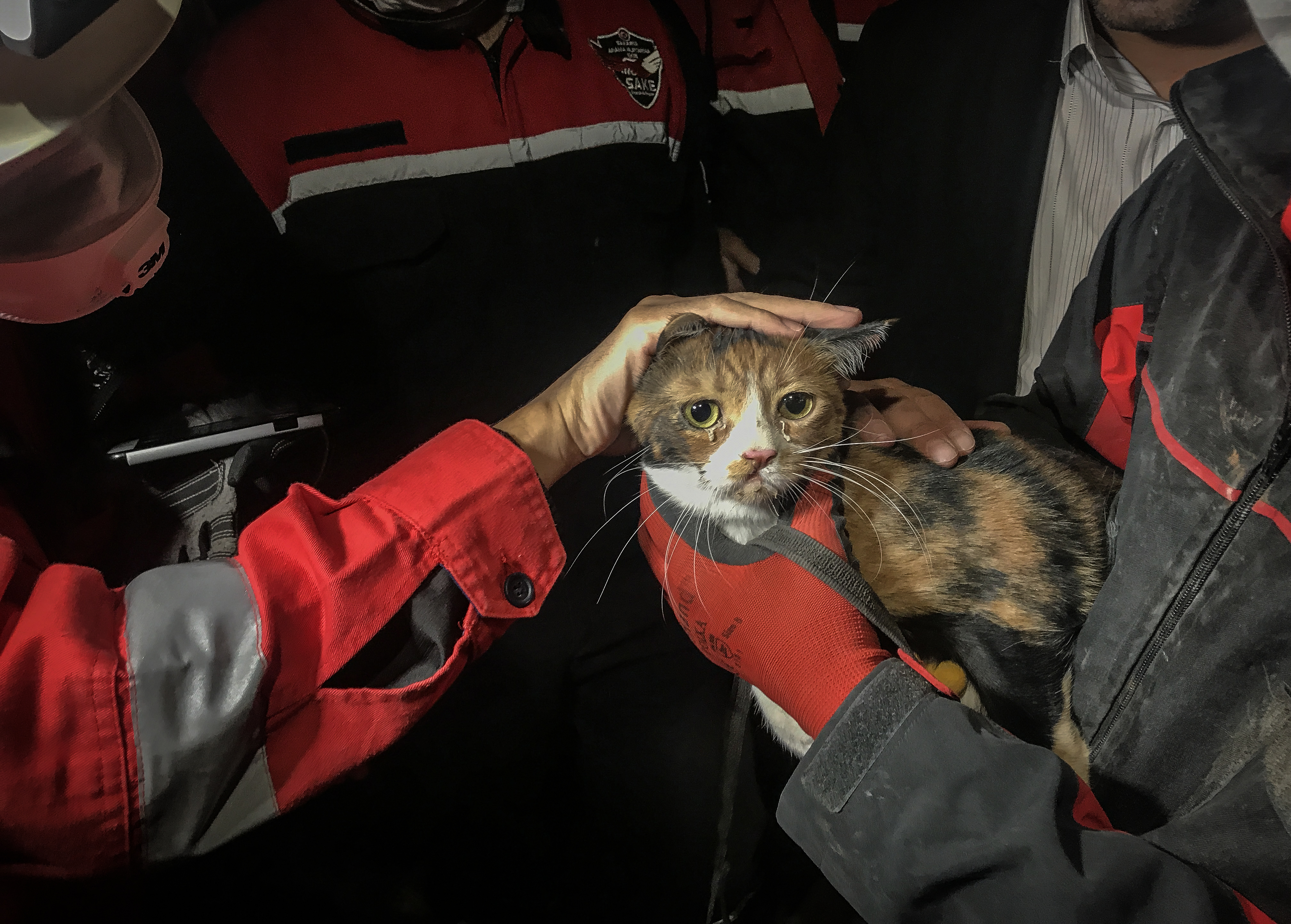День спасения кошек. Кошечка спасение. Бедные животные в Турции.