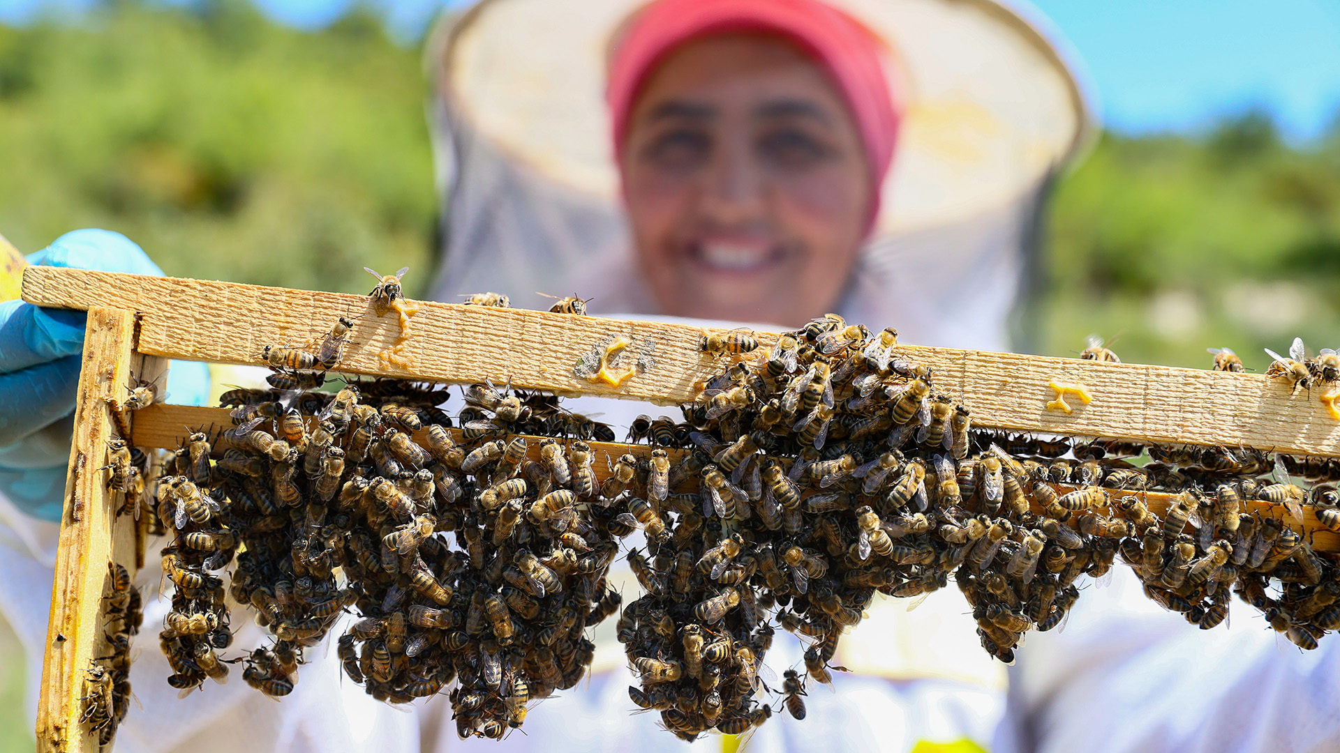 Kadın girişimci yetiştirdiği kraliçe arılarla, bal üretimine katkı sağlıyor
