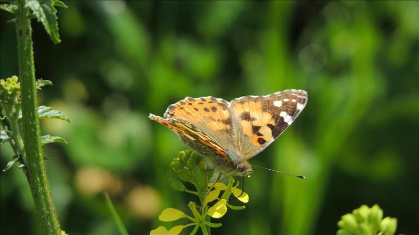 European majority concerned over loss of biodiversity