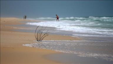 US scientists grow kelp in ocean for biofuel energy
