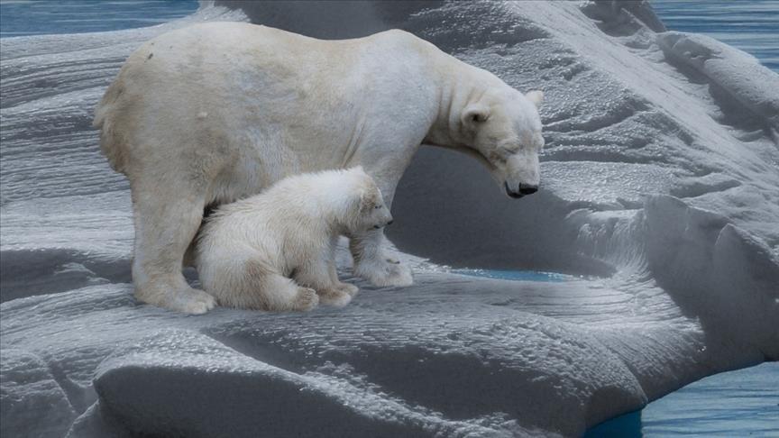 World's experts call for tackling biodiversity and climate crises together